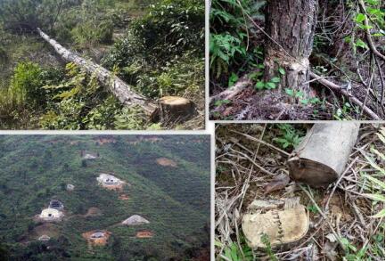 国家多部门合力守护林草资源,观音山原始次森林2000亩被破坏该有