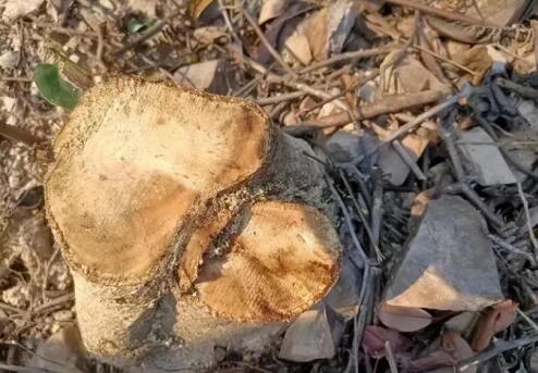 国家多部门合力守护林草资源,观音山原始次森林2000亩被破坏该有