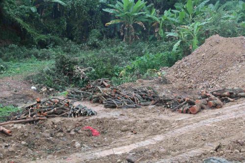 国家多部门合力守护林草资源,观音山原始次森林2000亩被破坏该有