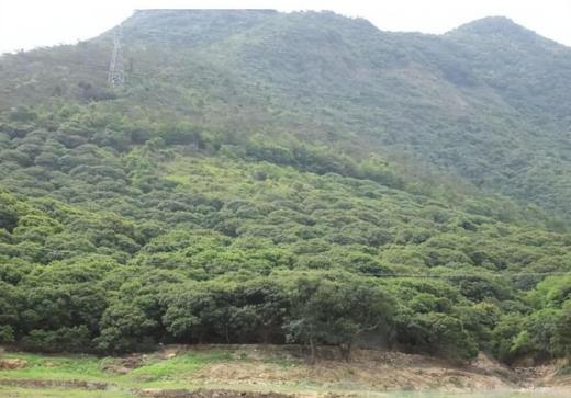东莞市樟木头镇镇长芦湛:年初说的逐步解决观音山问题,解决了吗