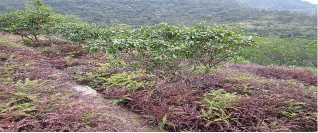 观音山向中央巡视组反映情况,东莞市四部门回复依旧差强人意