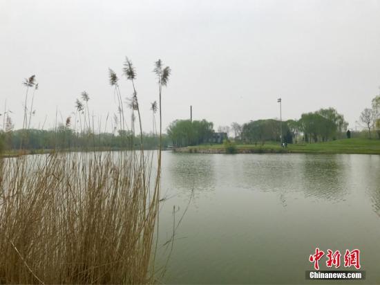 今年的清明假期期间,因“河北雄安新区”的消息,被誉为“华北明珠”的河北省白洋淀景区吸引了众多游客前来观光旅游。记者在景区雄县码头周边探访时发现,白洋淀景区已展现了迷人的秀丽景色。此时节,桃花绽放,杨柳泛青,莺飞草长,非常适宜出游踏青。有当地人表示,从这个月份开始一直到白洋淀内的荷花全部绽放,淀里的景色将会一天比一天美。张帆 摄 白洋淀将获南水北调中线一期工程补水 利于改善生态环境