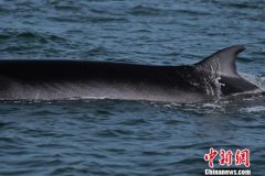 广西涠洲岛海域发现中国大陆首例近海岸大型鲸群