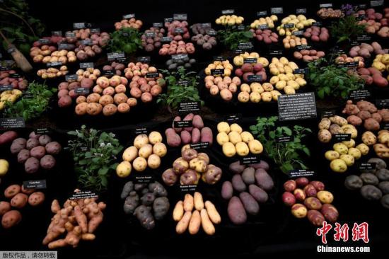 资料图:展会上的土豆。 橡胶、土豆、棉花…… 那些影响中国的洋作物