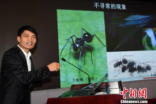 陈占起博士介绍研究成果。 孙自法 摄 国际首例 中国科学家发现无脊椎动物能哺乳并长期养育后代